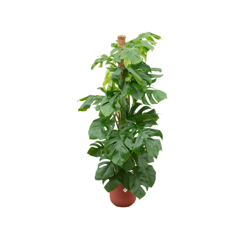 Monstera kaufen – Monstera Pertusum XL im Topf, ca. 120 cm