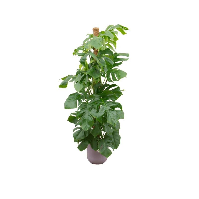 Monstera kaufen – Monstera Pertusum XL im Topf, ca. 120 cm