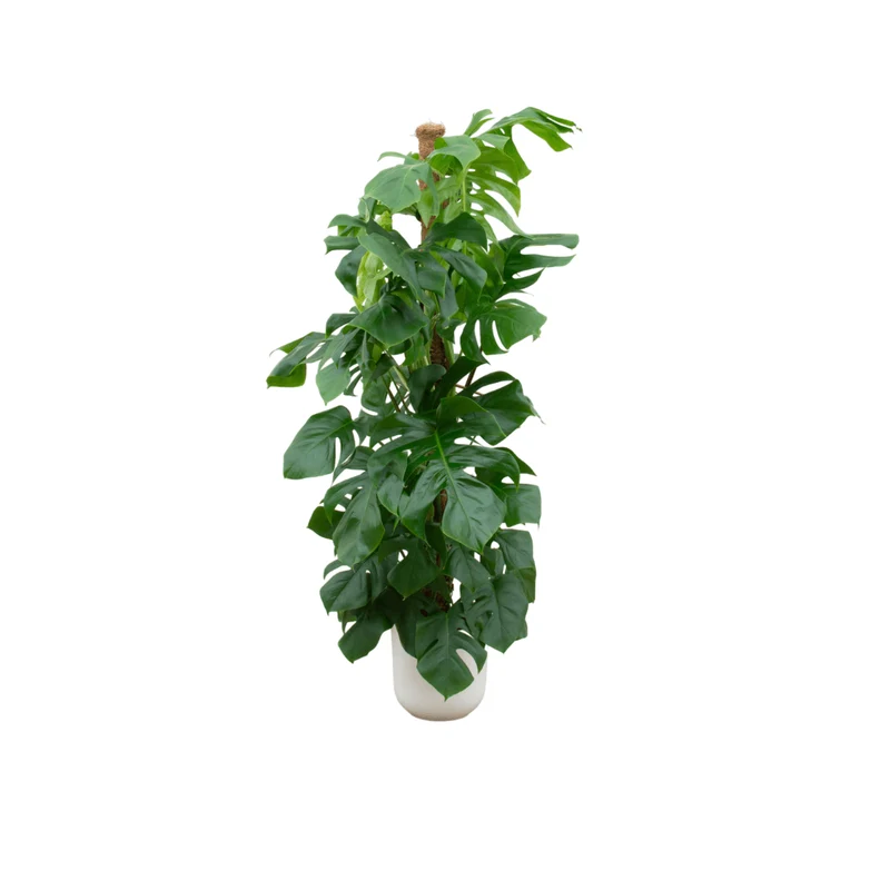 Monstera kaufen – Monstera Pertusum XL im Topf, ca. 120 cm