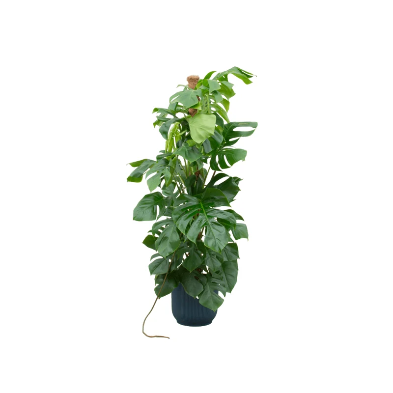Monstera kaufen – Monstera Pertusum XL im Topf, ca. 120 cm