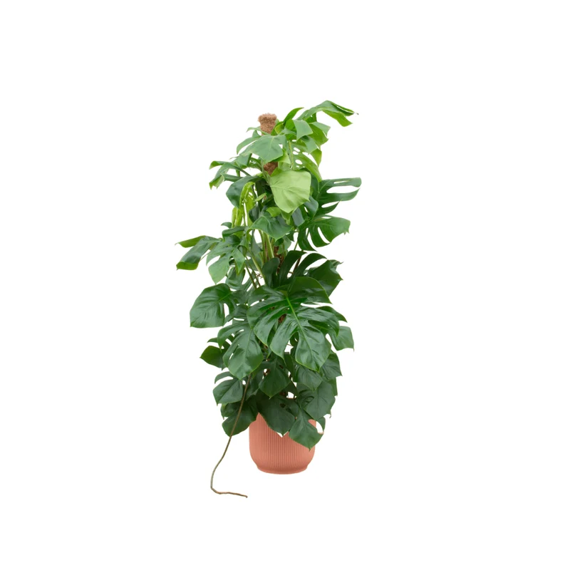 Monstera kaufen – Monstera Pertusum XL im Topf, ca. 120 cm