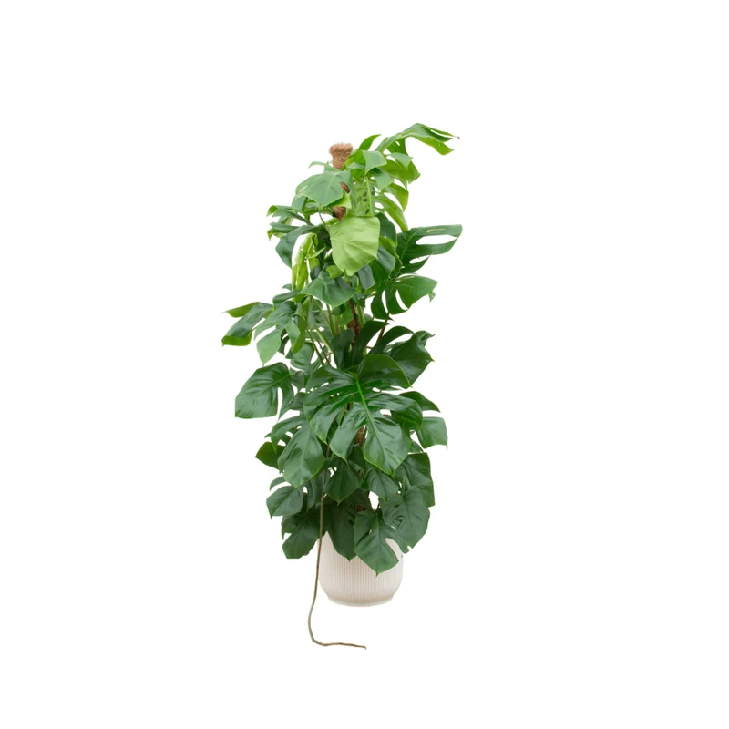 Monstera kaufen – Monstera Pertusum XL im Topf, ca. 120 cm
