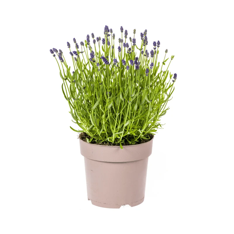 Lavandula angustifolia – Echter Lavendel Ø19 cm | Duft & Bienenliebe