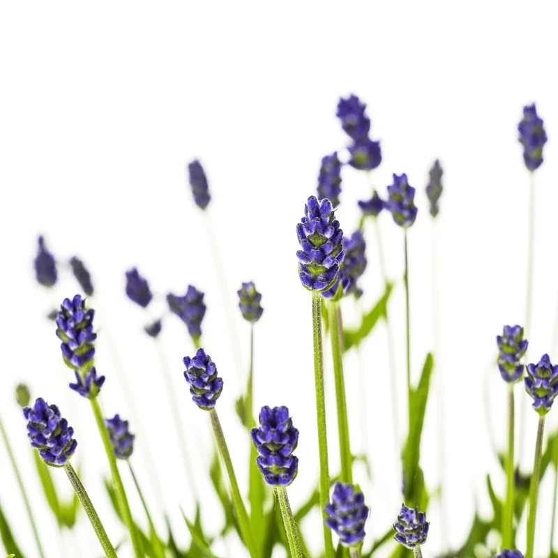 Lavandula angustifolia – Echter Lavendel Ø19 cm | Duft & Bienenliebe