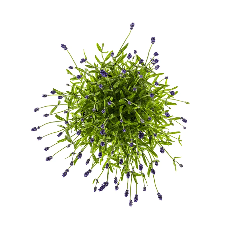 Lavandula angustifolia – Echter Lavendel Ø19 cm | Duft & Bienenliebe