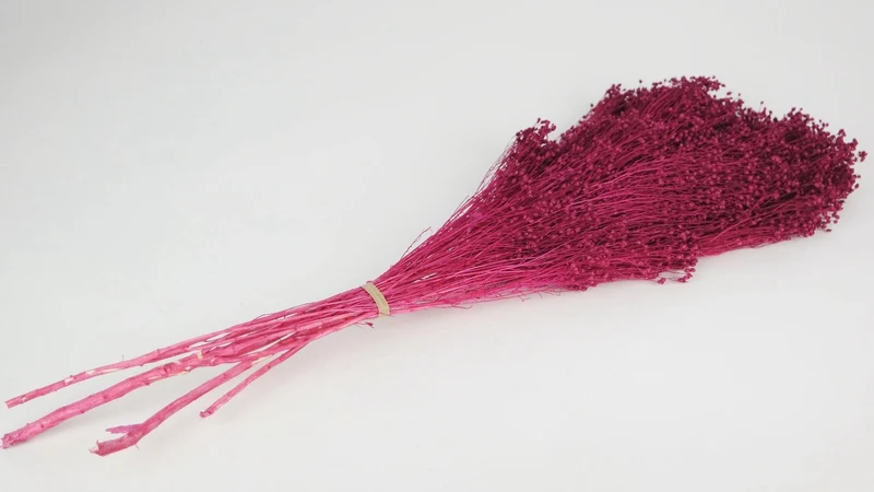 Broom Bloom konserviert - 1 Strauß - Himbeerrosa