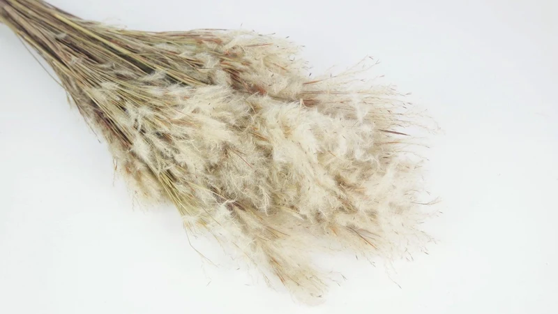 Pluminha Pampa - 1 Bund - Naturfarbe