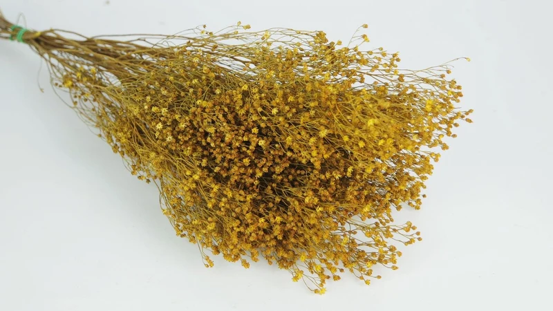 Broom Bloom getrocknet - 1 Strauß - Ocker