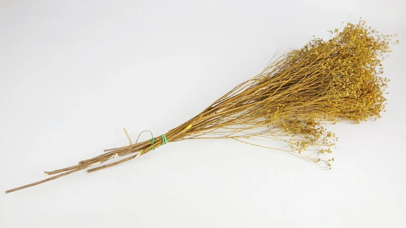 Broom Bloom getrocknet - 1 Strauß - Ocker