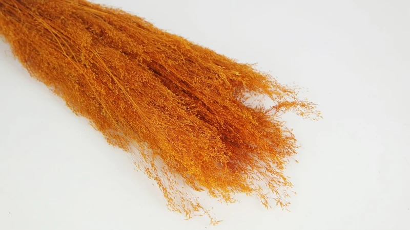 Agrostis nebulosa - 1 Strauß - Amber