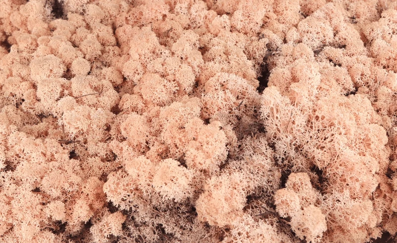 Konserviertes Islandmoos - 500 g - Pfirsich