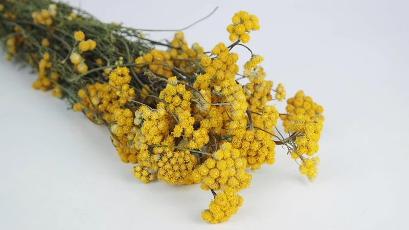 Lona getrocknet - 1 Bund - Naturfarbe Gelb