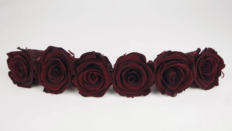Stabilisierte Rosen Kiara 6 cm - 6 Stück - Bordeaux