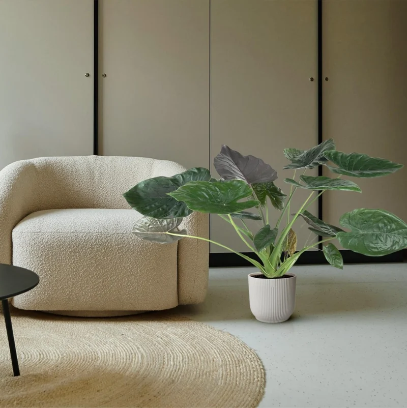 Alocasia Wentii 120 cm | Tropische Zimmerpflanze im XL-Format