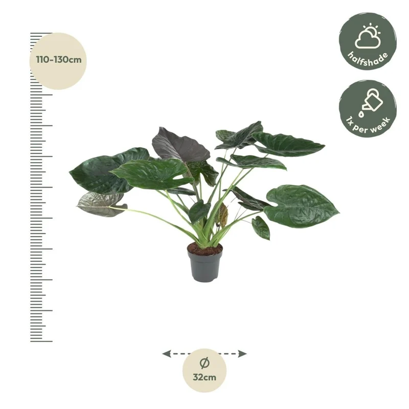 Alocasia Wentii 120 cm | Tropische Zimmerpflanze im XL-Format