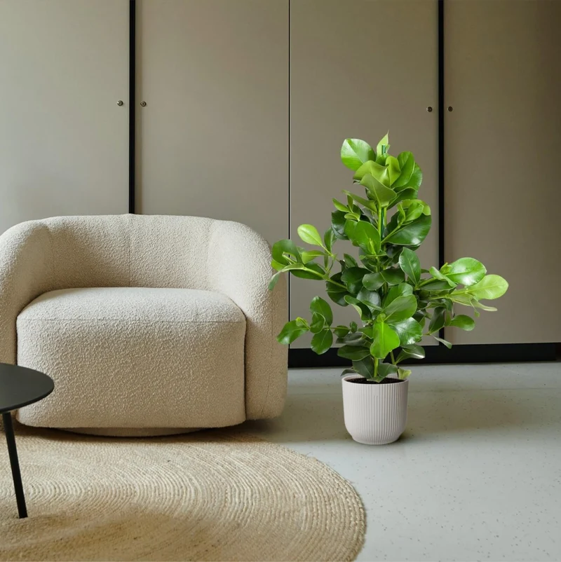 Clusia rosea 110 cm | Balsamapfel im Ø24 cm Topf – Moderne & Pflegeleichte Zimmerpflanze