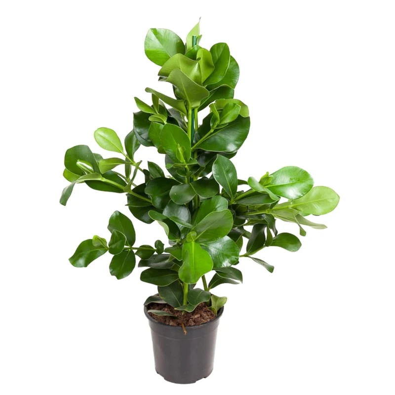 Clusia rosea 110 cm | Balsamapfel im Ø24 cm Topf – Moderne & Pflegeleichte Zimmerpflanze