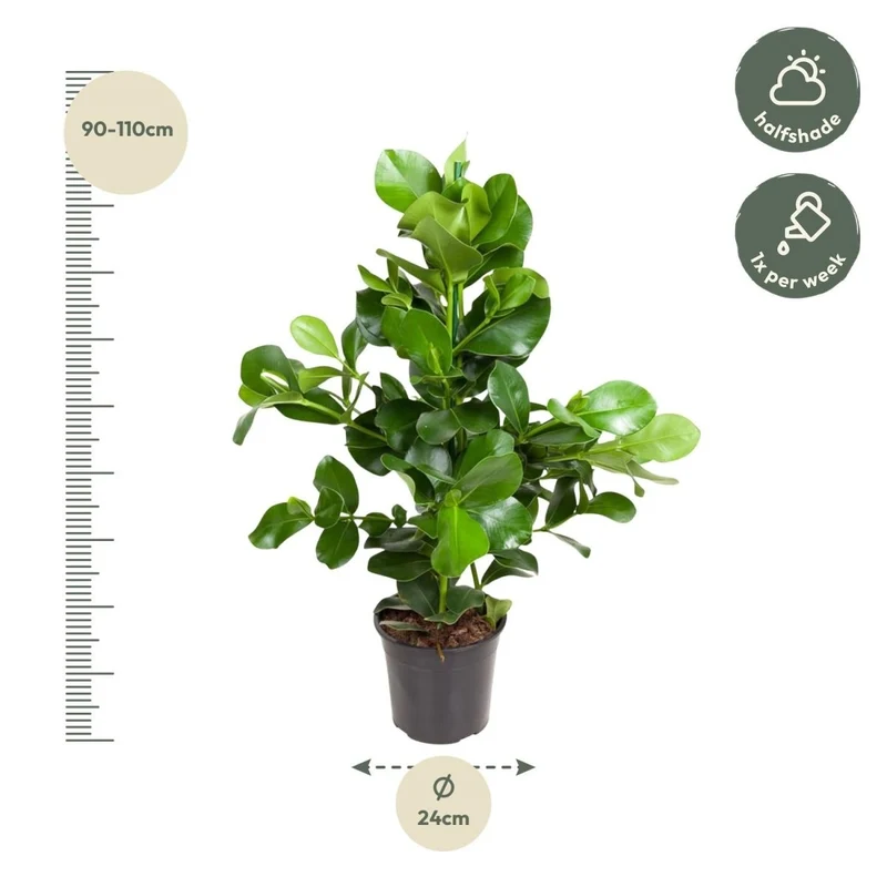 Clusia rosea 110 cm | Balsamapfel im Ø24 cm Topf – Moderne & Pflegeleichte Zimmerpflanze