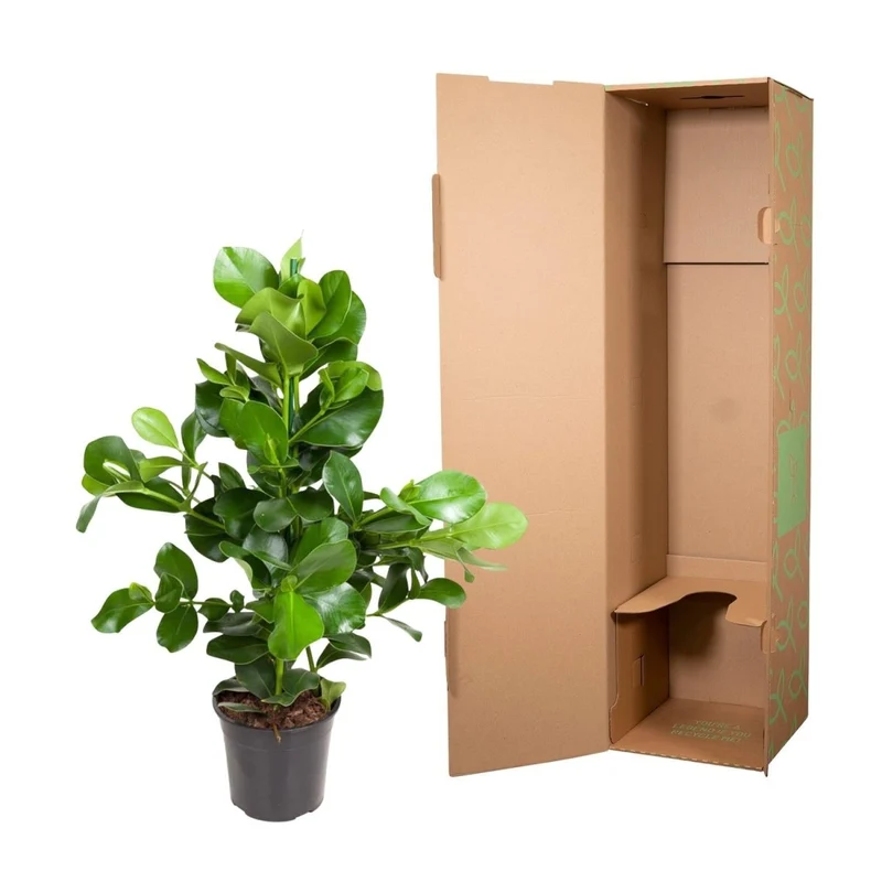 Clusia rosea 110 cm | Balsamapfel im Ø24 cm Topf – Moderne & Pflegeleichte Zimmerpflanze