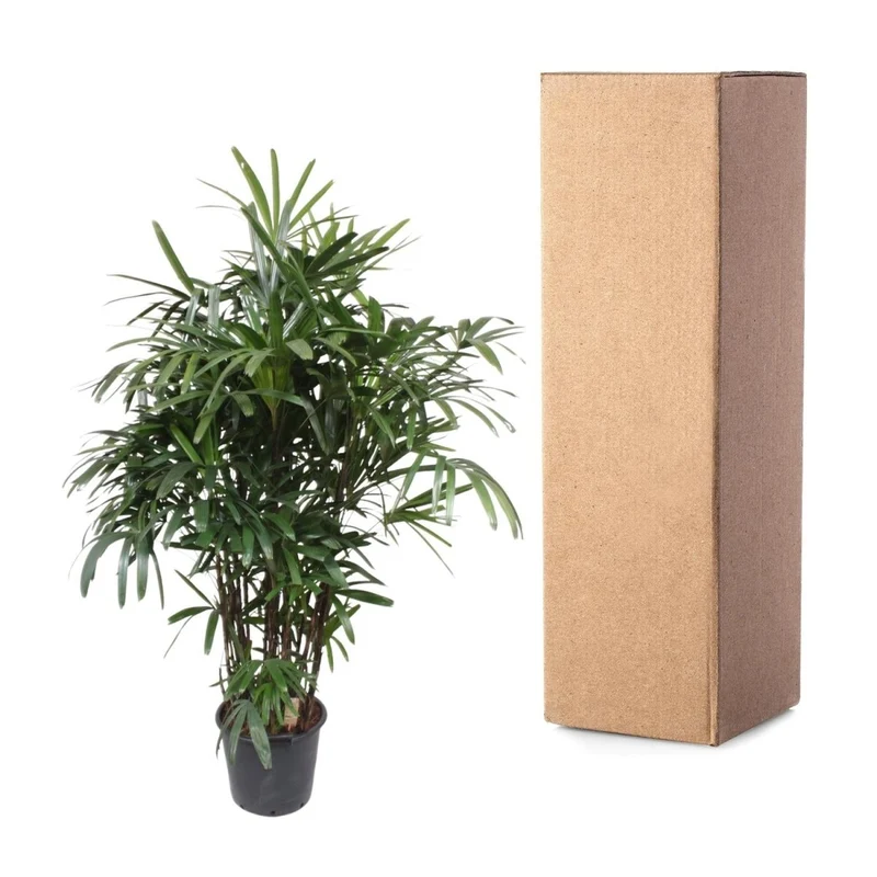 Rhapis excelsa Damenpalme 190 cm | Exklusive Premium-Palme im Ø40 cm Topf – Robust & Luftreinigend