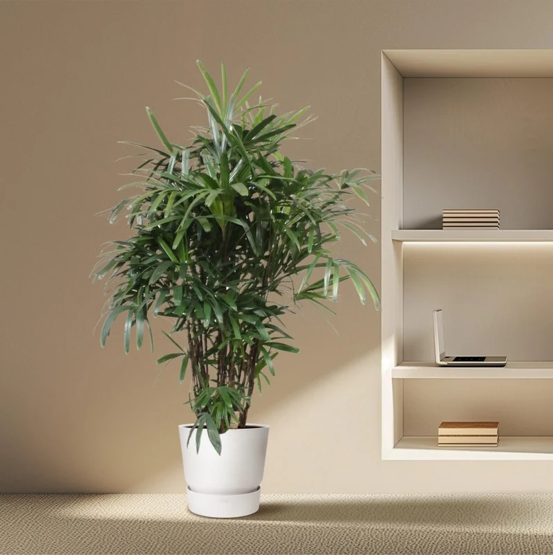 Rhapis excelsa Damenpalme 190 cm | Exklusive Premium-Palme im Ø40 cm Topf – Robust & Luftreinigend