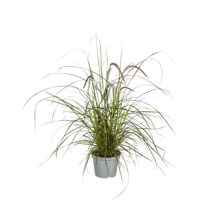 Pennisetum x advena 'Rubrum' | 4 Pflanzen – Rotes Lampenputzergras – Höhe 50–60 cm