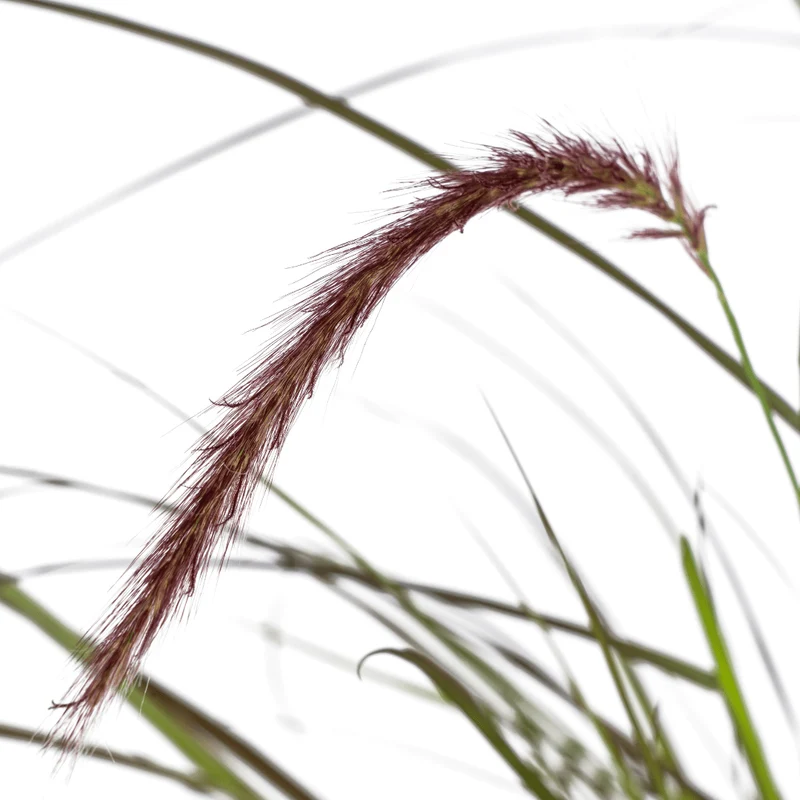 Pennisetum x advena 'Rubrum' | 4 Pflanzen – Rotes Lampenputzergras – Höhe 50–60 cm