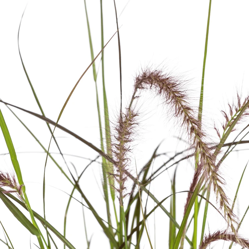 Pennisetum x advena 'Rubrum' | 4 Pflanzen – Rotes Lampenputzergras – Höhe 50–60 cm