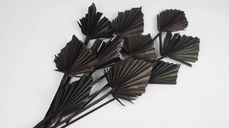 Fächerpalme getrocknet mini S - 10 Stiele - Schwarz