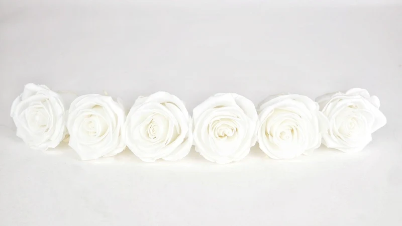 Stabilisierte Rosen Kiara 6 cm - 6 Stück - Pure white