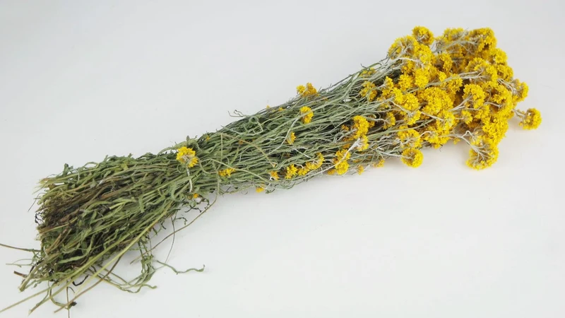Sanfordi getrocknet - 1 Bund - Naturfarbe Gelb