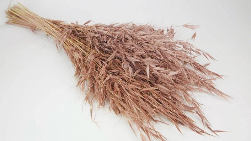 Wild Hafer getrocknet - 1 Bund - Blush