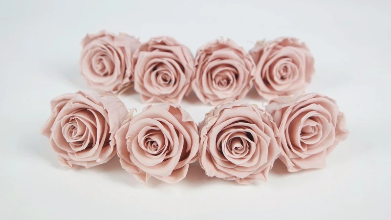 Stabilisierte Rosen Kiara 5 cm - 8 Stück - Antique pink