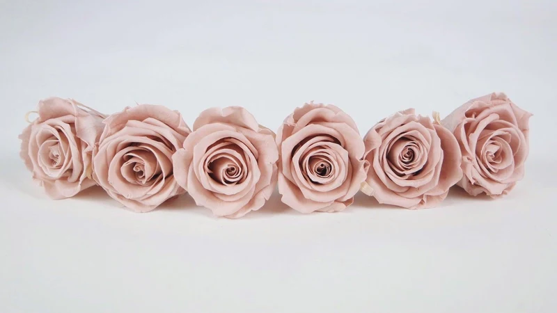 Stabilisierte Rosen Kiara 6 cm - 6 Stück - Antique pink