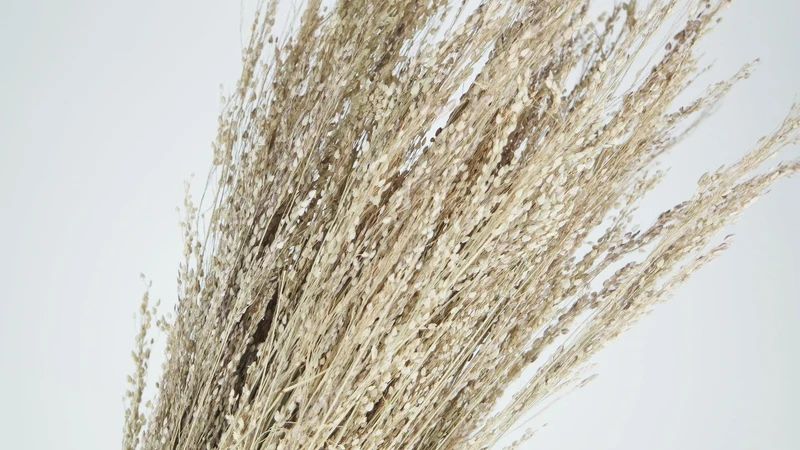 Star Grass - 1 Bund - Naturfarbe