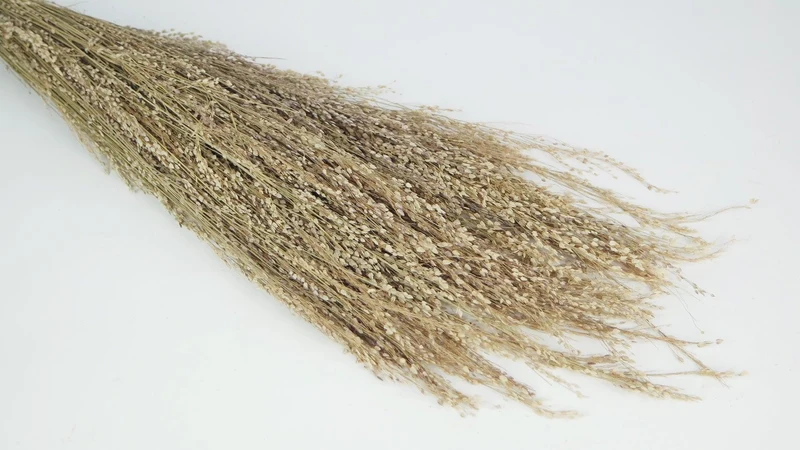 Star Grass - 1 Bund - Naturfarbe
