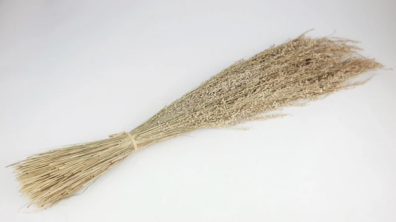 Star Grass - 1 Bund - Naturfarbe