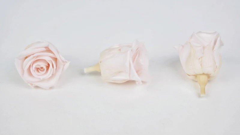 Stabilisierte Rosen Kiara 3 cm - 9 Stück - Pink blush