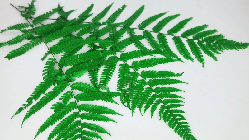 Lederfarn konserviert 80 cm - 1 Bund - Grasgrün