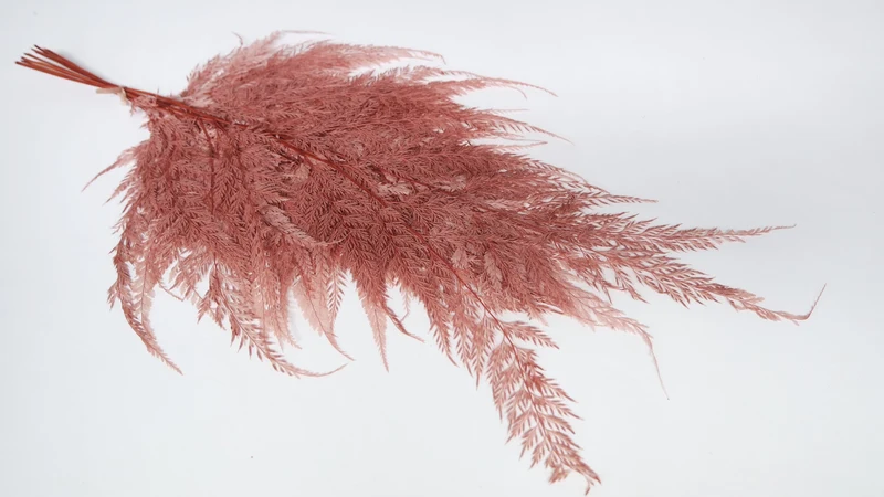 Farn Schneeflocke konserviert - 10 Stiele - Blush
