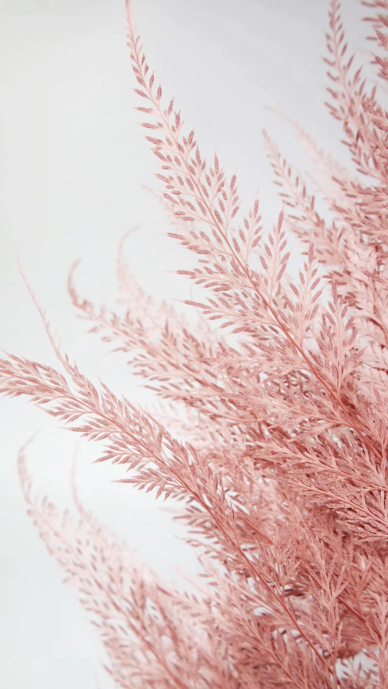 Farn Schneeflocke konserviert - 10 Stiele - Blush