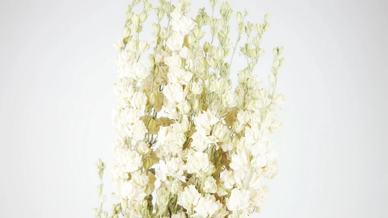Delphinium - 1 Strauß - Naturfarbe weiß