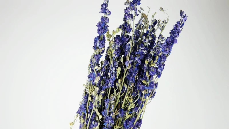 Delphinium - 1 Strauß - Naturfarbe violett