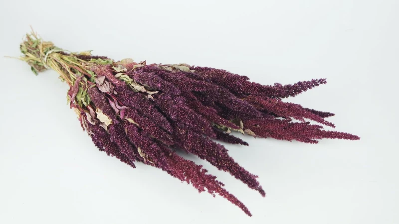 Amarant mit Stängel getrocknet - 1 Strauß - Naturfarbe lila