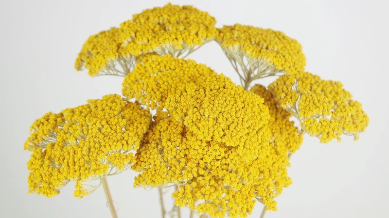 Achillea Parker getrocknet - 1 Bund - Naturfarbe gelb