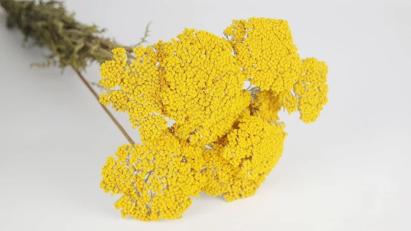Achillea Parker getrocknet - 1 Bund - Naturfarbe gelb