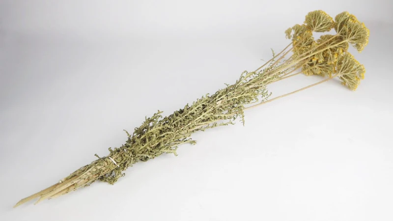 Achillea Parker getrocknet - 1 Bund - Naturfarbe gelb
