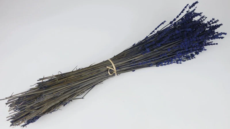 Stabilisierter Lavendel - 1 Bund - Blau