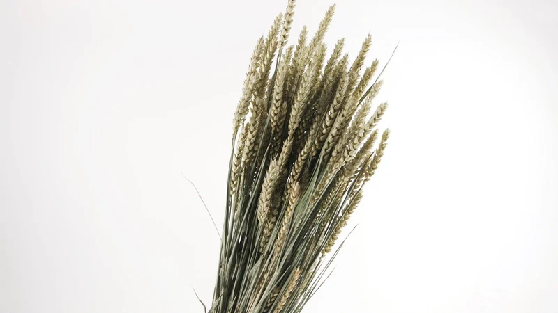 Weizen getrocknet - 1 Bund - Naturfarbe