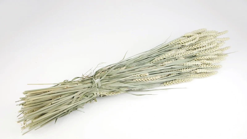Weizen getrocknet - 1 Bund - Naturfarbe